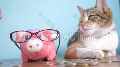 猪银行和猫团队合作搞笑视频钱概念金融业务会计。 财猫会计金融家